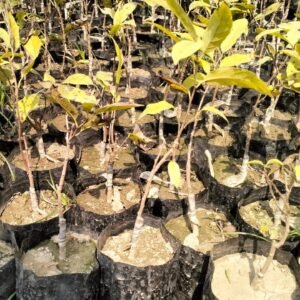 testing plant
