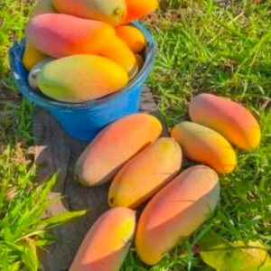 Alfanso Mango