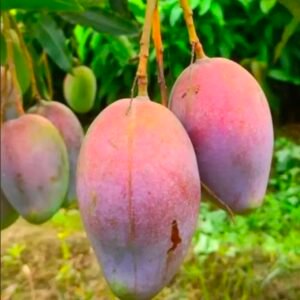 Ambika Mango