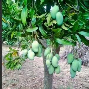 Amrupali Mango