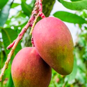 Apple Mango