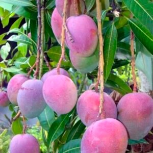 Arunima Mango