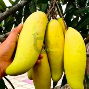 Banana Mango