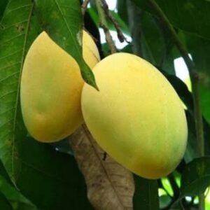 Bari 11 Mango