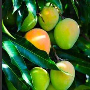 Bari 4 Mango