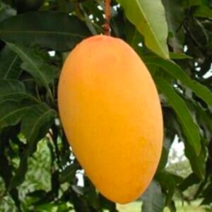 Chousa Mango