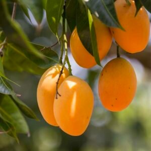 Gour Moti Mango