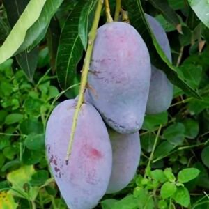 Lalima Mango
