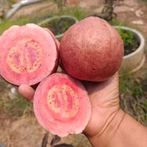 Black Diamond Guava Plant