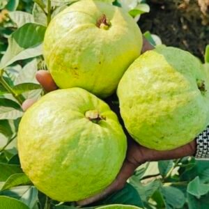 Golden 8 Guava