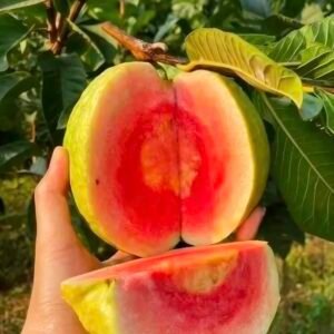 Red Diamond Guava Plant