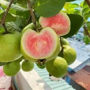 Red King Guava Plant