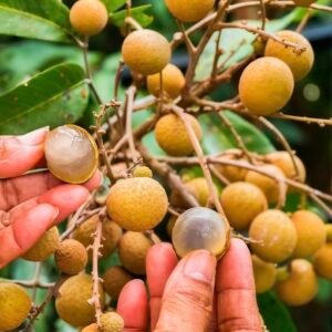 4 Season Longon Plant