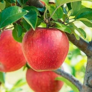 99 Apple