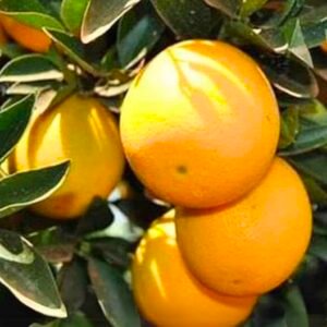 African Yellow Malta Orange