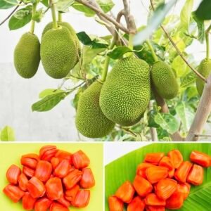 All Time Local Jack Fruit Plant