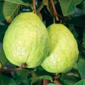 Allahabad Guava Plant