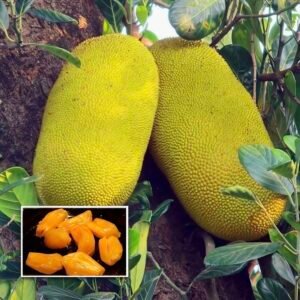 kombodia jackfruit