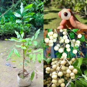 White Longon Plant