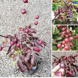 Ruby Longon Plant