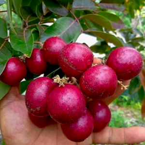Red Pink Pong Longon Plant