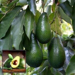 Huss Avocado Plant