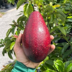 Red Avocado Plant