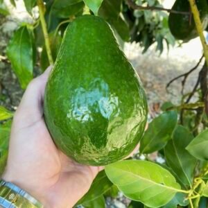 Tropical Avocado Plant
