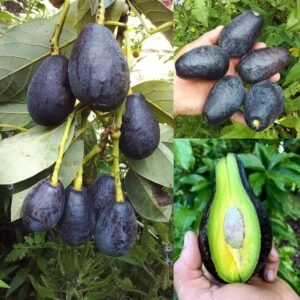 Black Avocado Plant