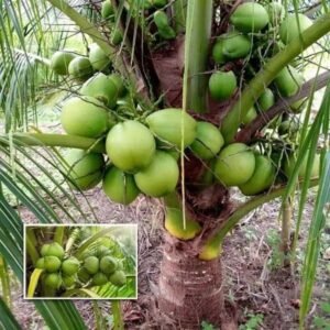 Ganga Bandhan Coconut