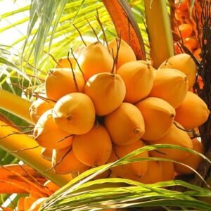 Caral Coconut