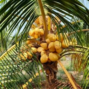 Massalian Yellow Coconut