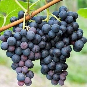 Grapes Black Plant