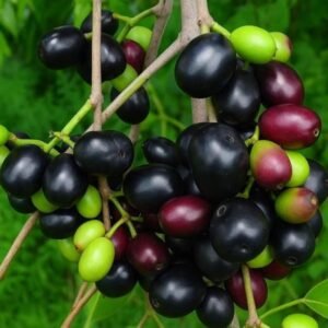 K.G 10 Black Jamun Plant