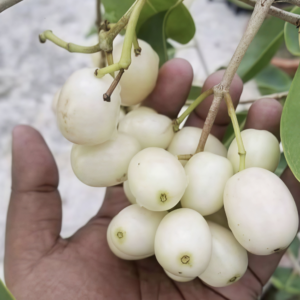 White Jamun Plant