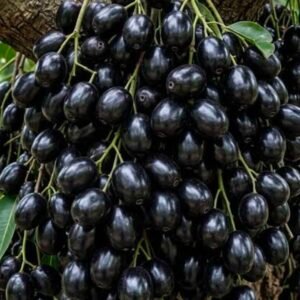 Black Jamun Plant