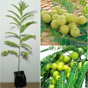 Amla Green Plant