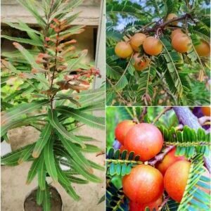 Amla Red Plant