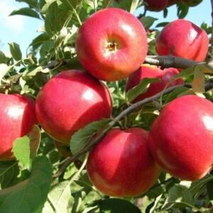 Anna Apple Plant