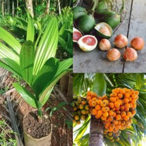 Assam Supari