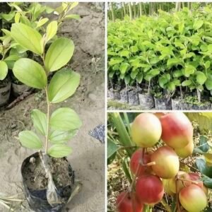 Ball Sundari Apple Ber Plant