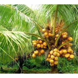Deshi Coconut
