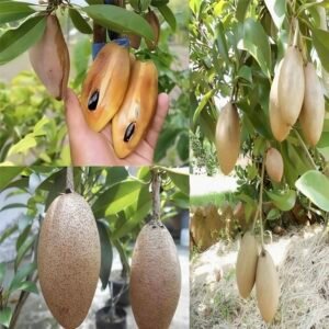 Banana Chiku Plant