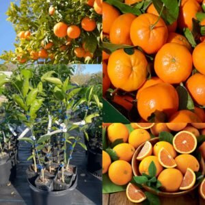 Bhutani Orange