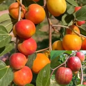 Bio Kul / Taione Kul