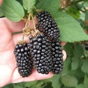 Black Berry Plant