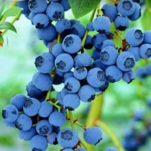 Blueberry Plant
