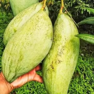 Brunei King Mango