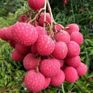 Chaina Lichu Plant