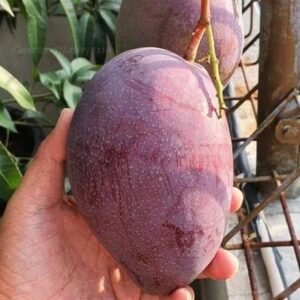 Chakapat Mango